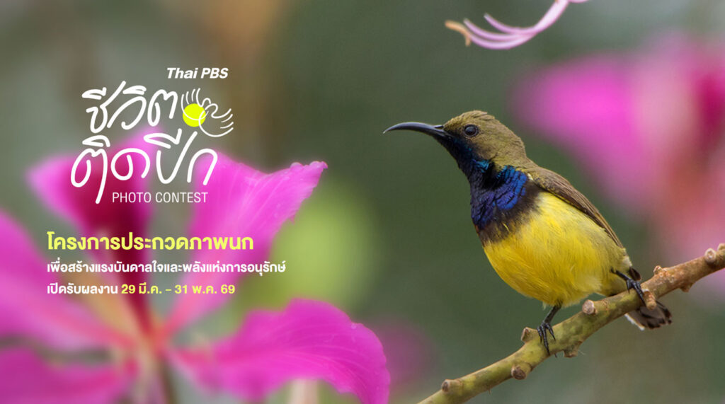Thai PBS ชีวิตติดปีก Photo Contest